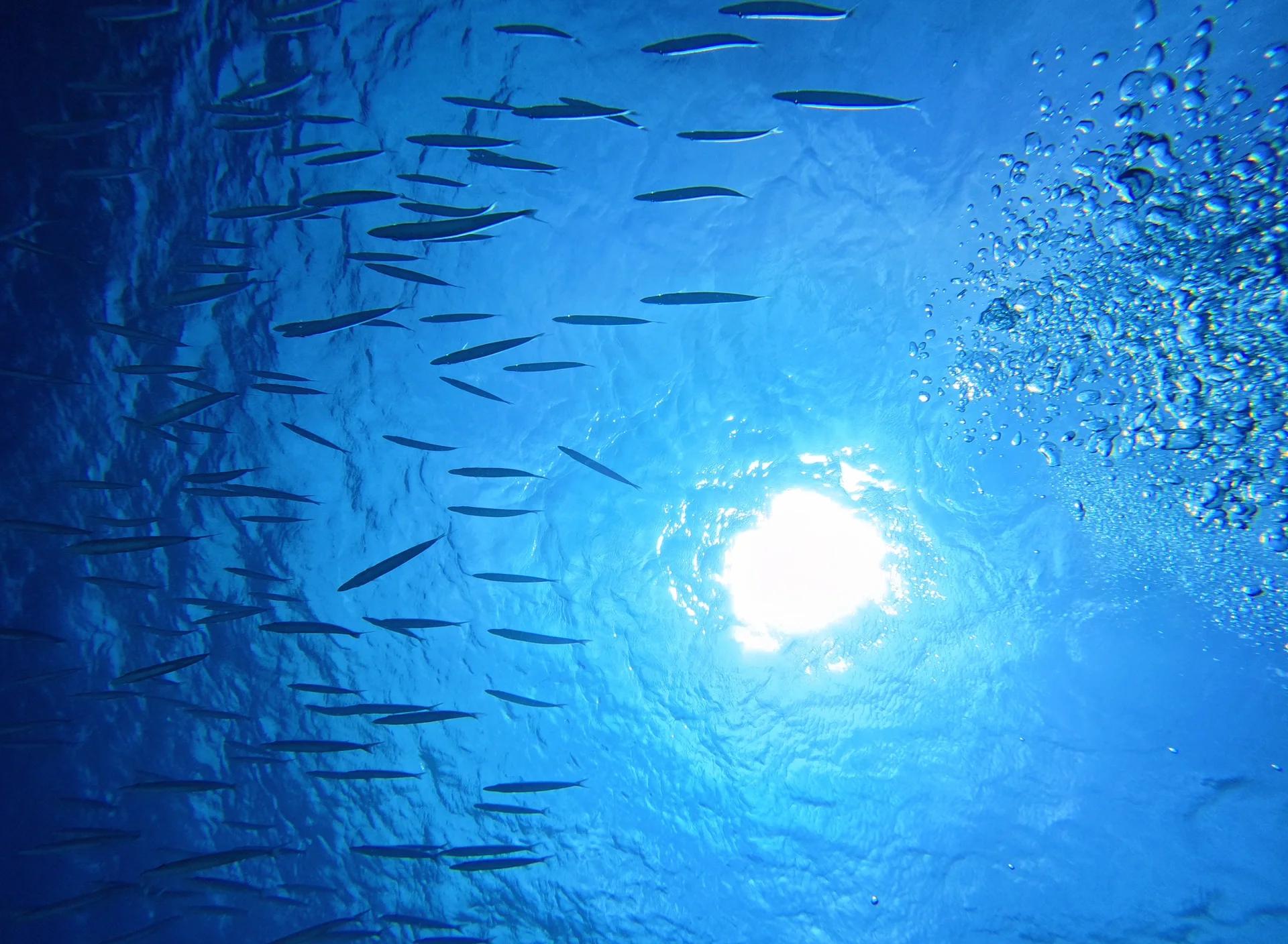 爱游戏中国官方网站平台-关于潜水探宝赛：海底宝藏的神秘之旅的信息