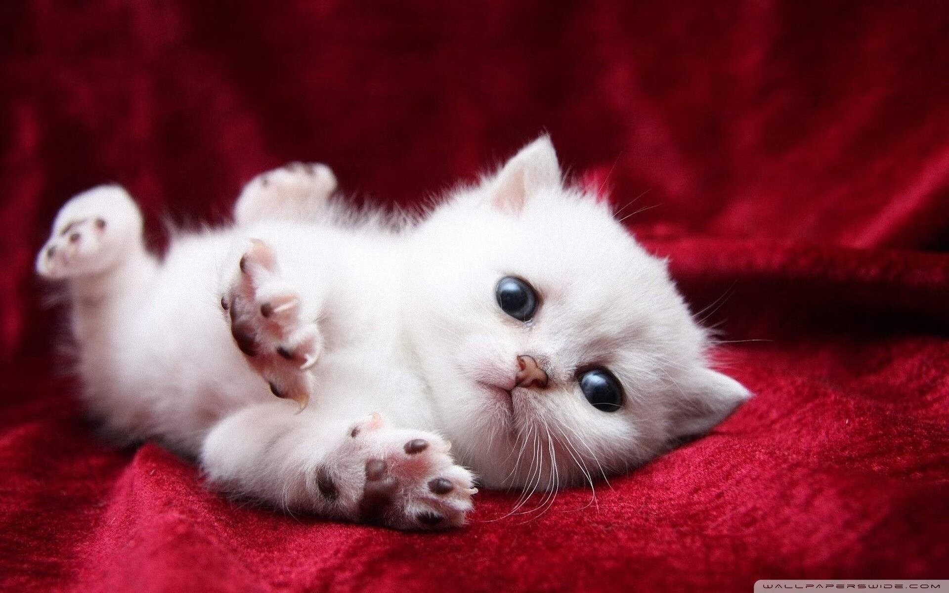 “极速狂飙,血脉喷张!”——WRC最极致的超车盛宴,极速狂飙是哪个公司