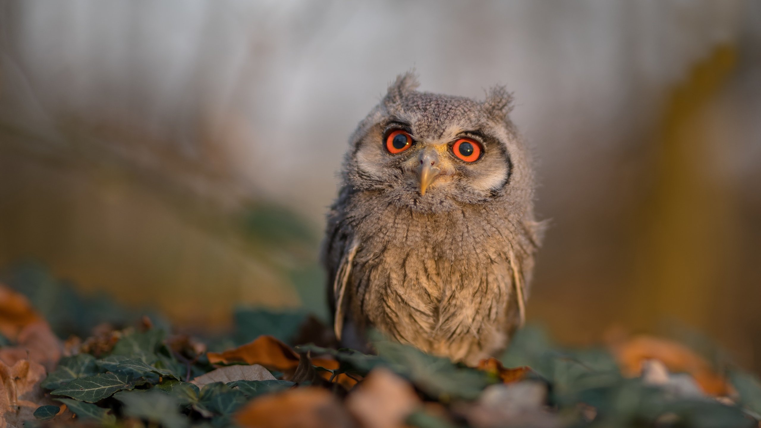 爱游戏体育-“骑士精神”——车手不屈不挠的拼搏故事，骑士和车手