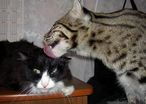 AYX SPORTS-“高原极速：雪山巅峰的生命竞速”，雪山高地