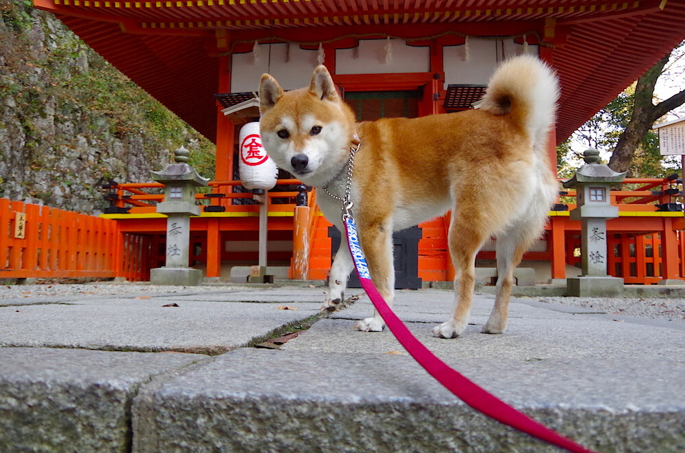 中国足球传统文化融入现代设计元素,彰显特色,足球文化底蕴