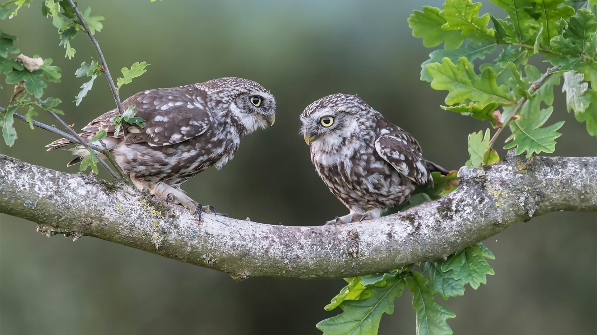 光明记忆“未来之战”跨界联赛正式启动，未来之战世界活动时间