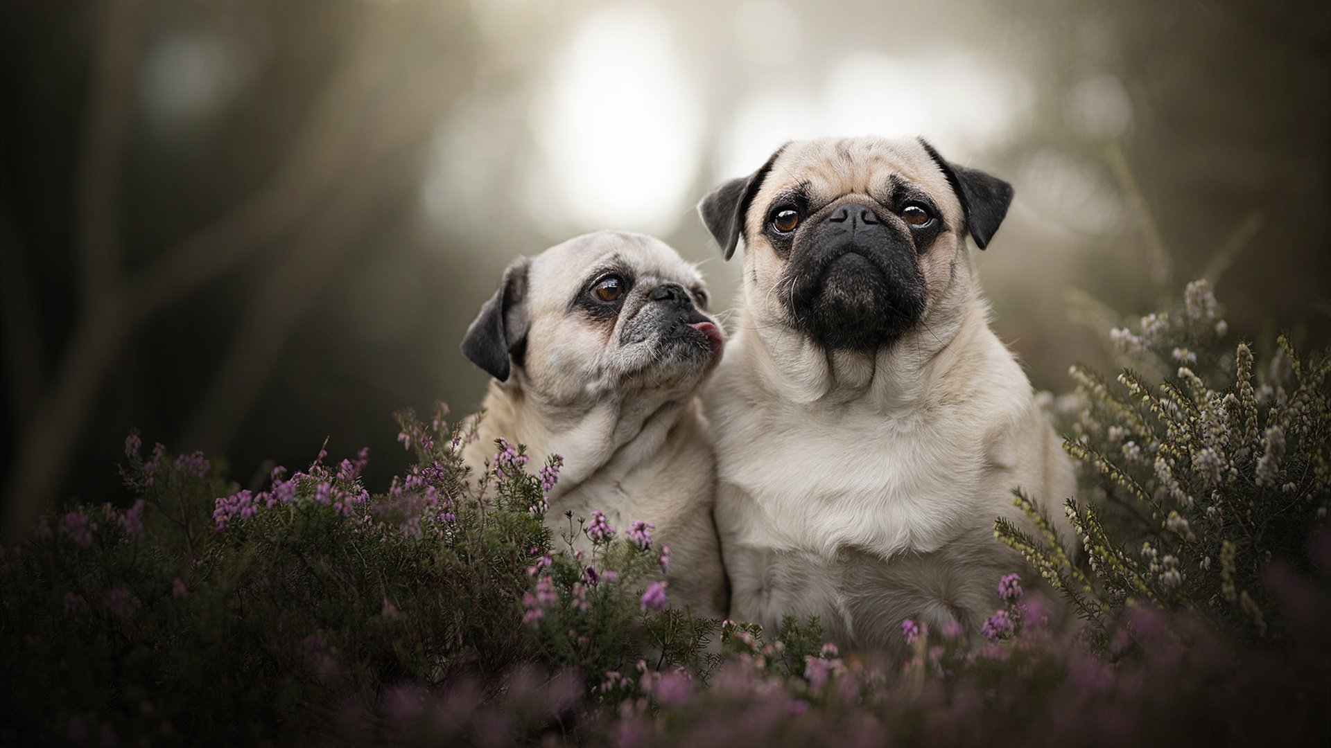 台球运动新规出炉,增加公平竞争的防守策略,台球的新规则