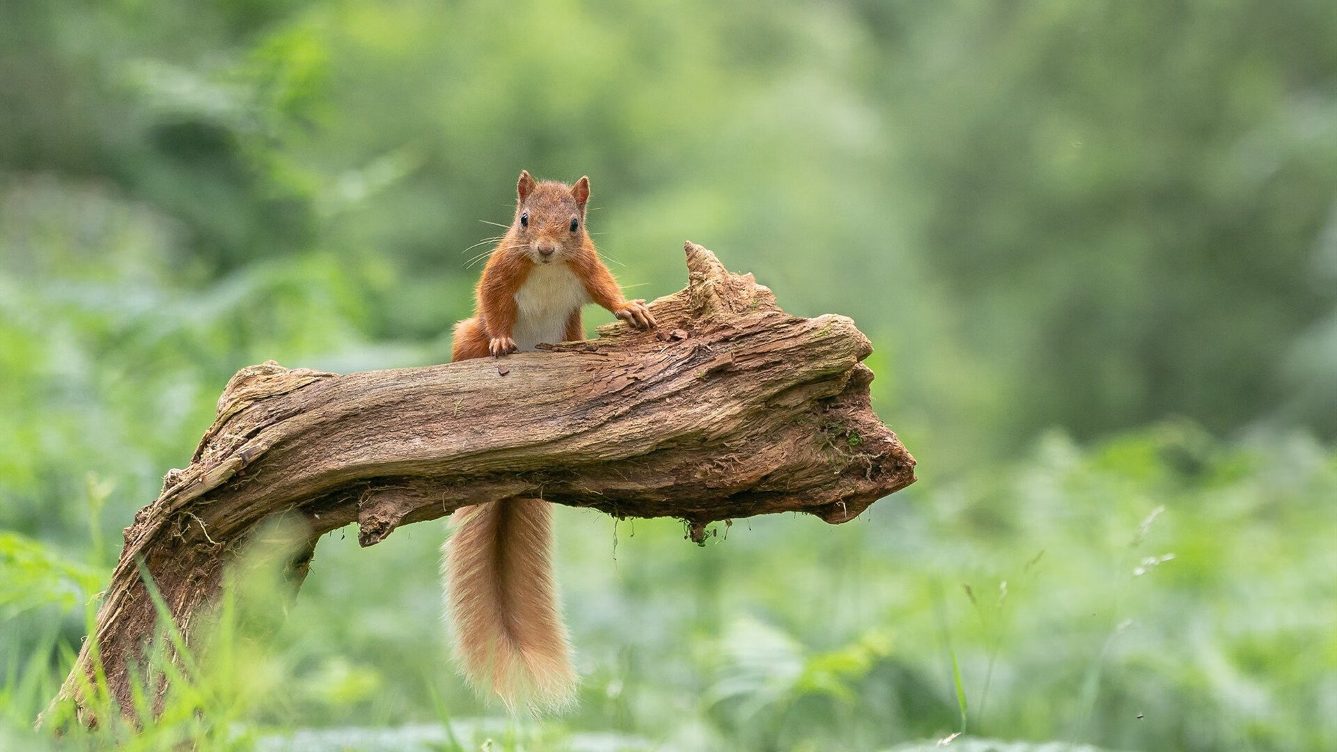 爱游戏体育平台-德甲俱乐部青训成果丰硕，德甲青训体系