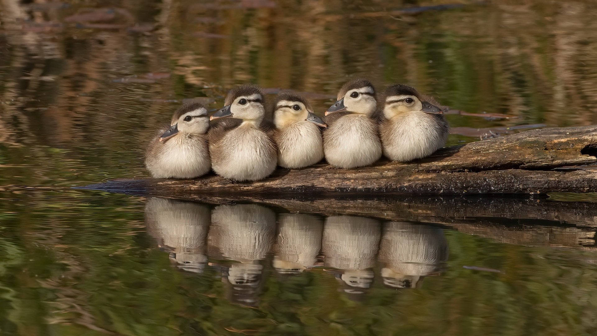 AYX体育官网-克罗地亚队在巴黎奥运会手球比赛中以30_29战胜日本队，克罗地亚比赛视频