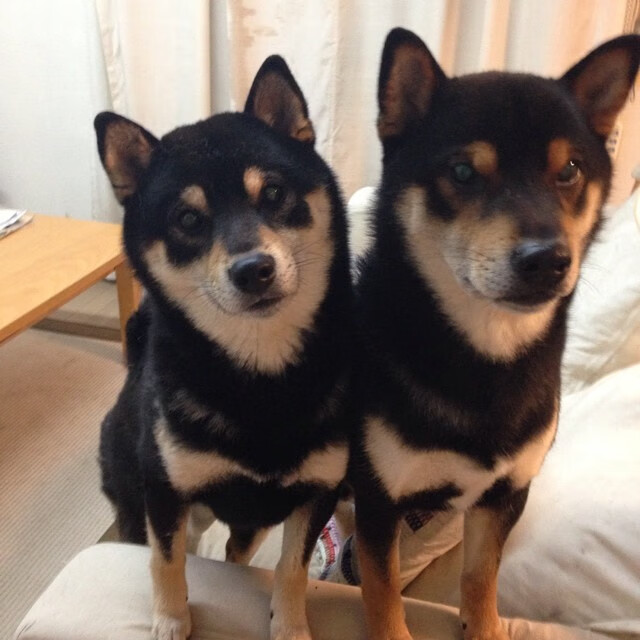 爱游戏在线娱乐官网-世界青年排球锦标赛中国男女队奋勇争先，世界青年女排赛mvp