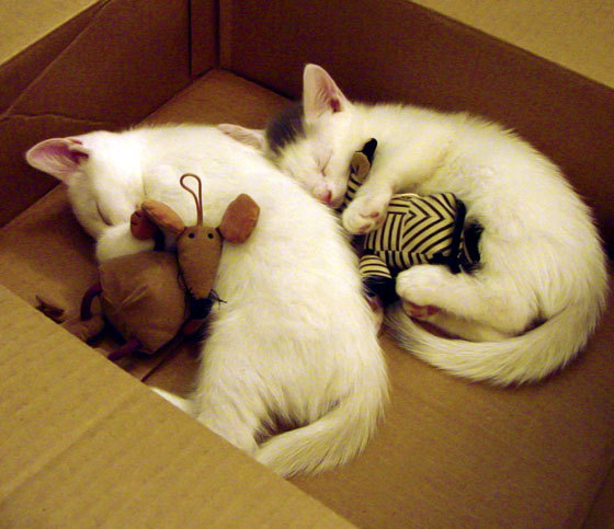 英超球队通过AI分析优化多角度高压逼抢覆盖区域,英超prizm choice