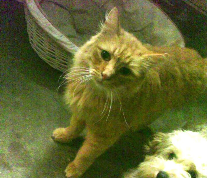 AIYOUXI.COM-塞维利亚前场创造力提升冲击能力强，塞维利亚主力前锋