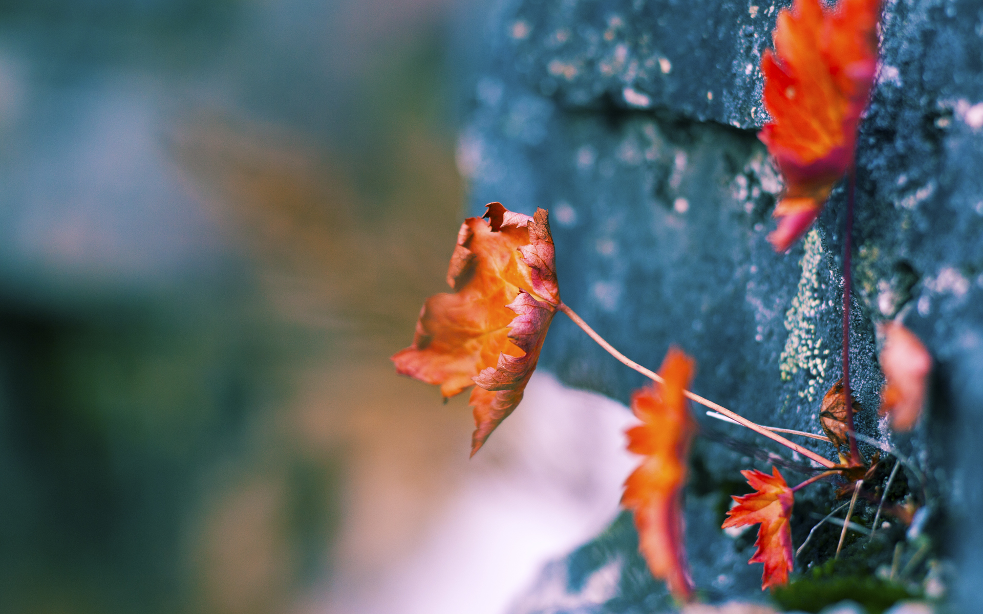 全景直播技术提升观赛沉浸感,让全球球迷零距离体验比赛,vr全景直播方案