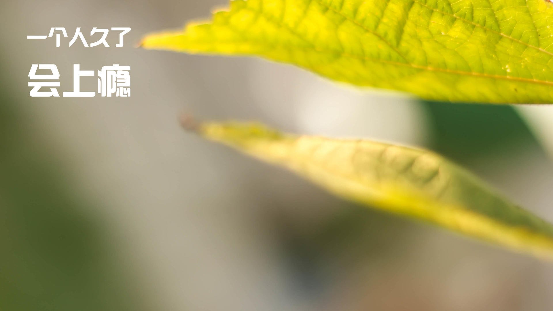 比利时男篮在欧洲预赛中冲击奖牌,迈向奥运舞台,比利时球星欧洲杯