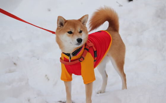 AYX SPORTS-美洲杯明星助力：激情四溢，精彩纷呈！，美洲杯明星球员